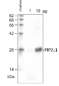 PIP2;1+PIP2;2 | Aquaporin PIP2;1+PIP2;2 in the group Antibodies Plant/Algal  / Membrane Transport System / Plasma membrane at Agrisera AB (Antibodies for research) (AS09 488)